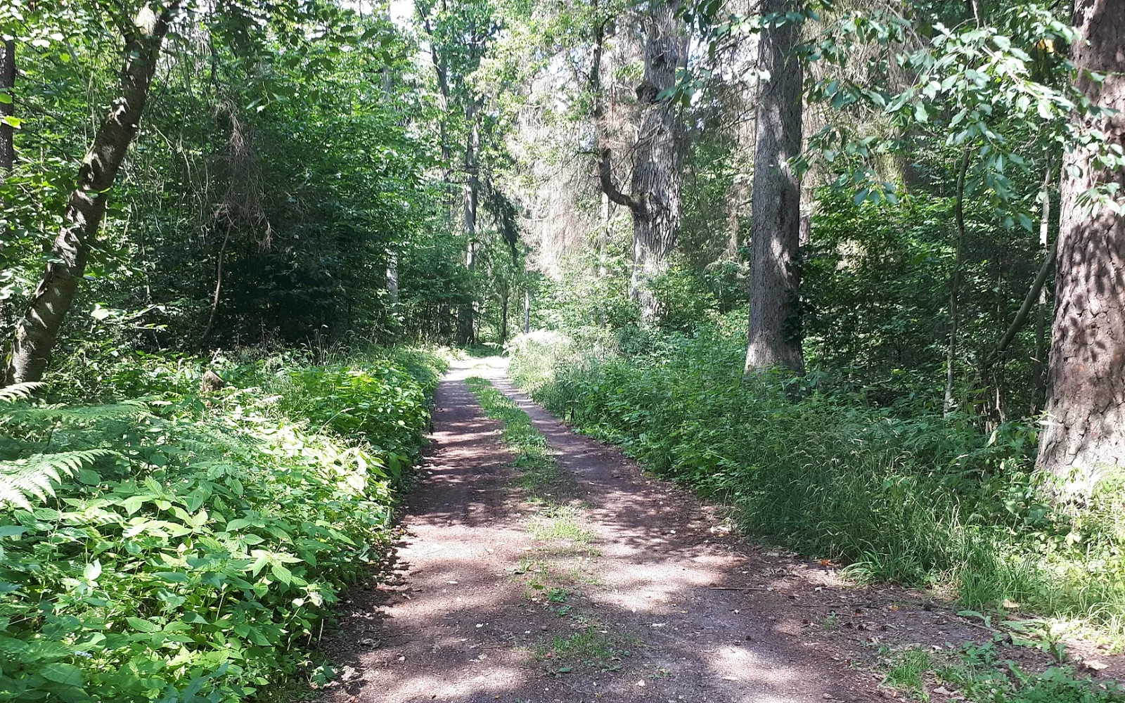 Protected landscape in Białowieża Forest