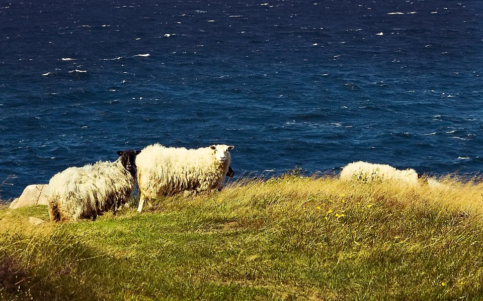 Bornholm - Sheep