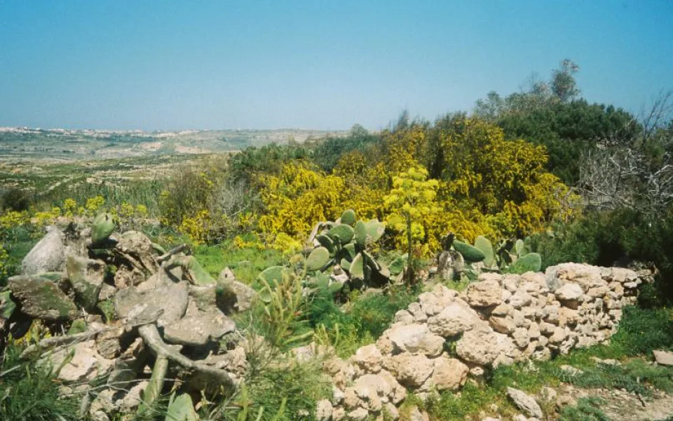 Rocky land and low vegetation on Comino Island