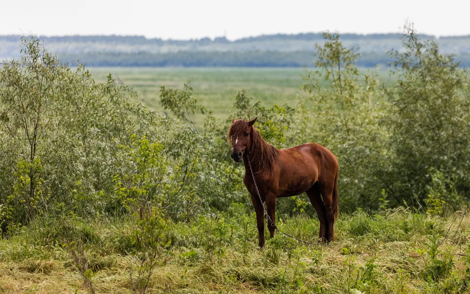 Danube Delta landscape in Danube Delta