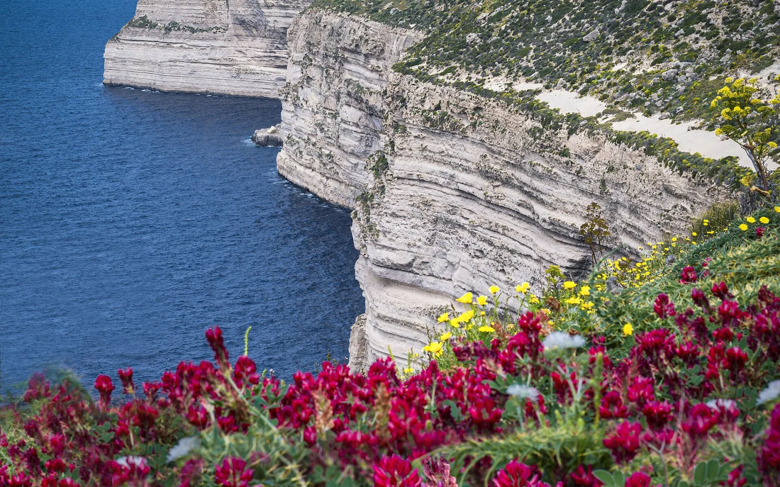 Limestone cliffs and terraced land at Dingli