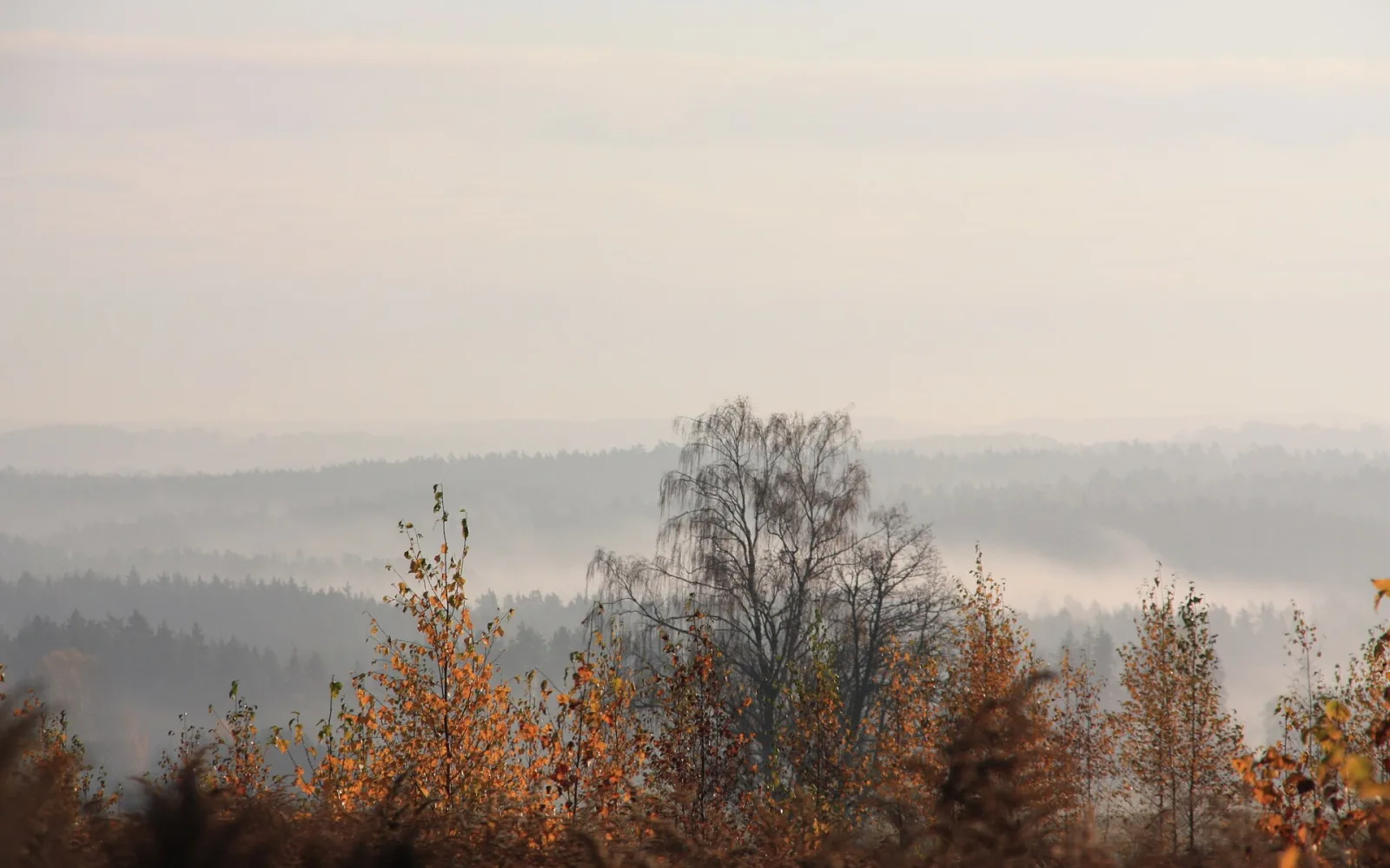 Misty morning across Gauja National Park