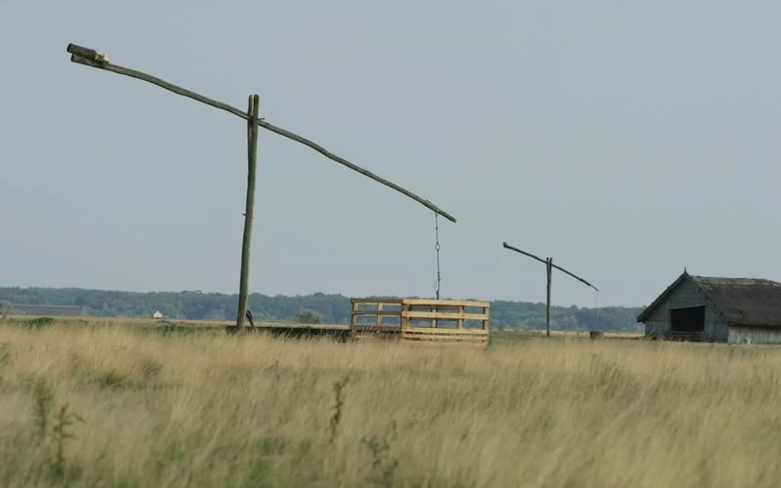 Traditional livestock in the Hortobagy plain