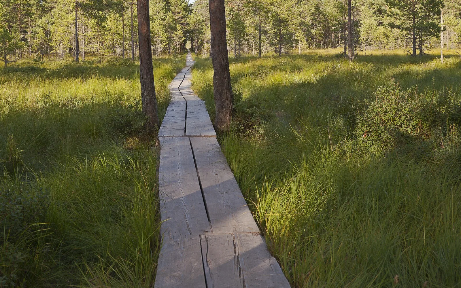 Boardwalk across Viru Bog in Lahemaa National Park