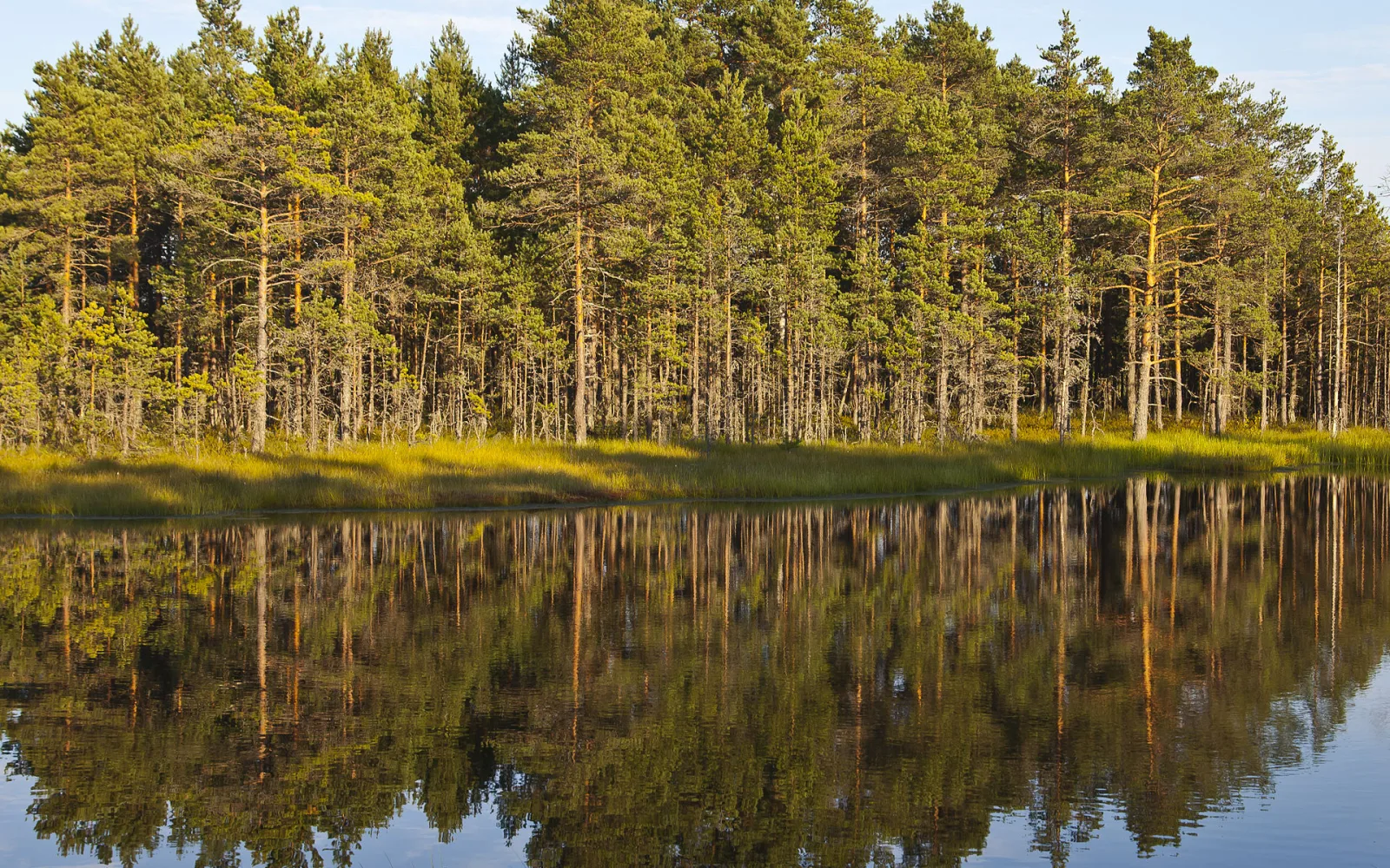 Bog pools and open wetland beside the Viru Bog trail