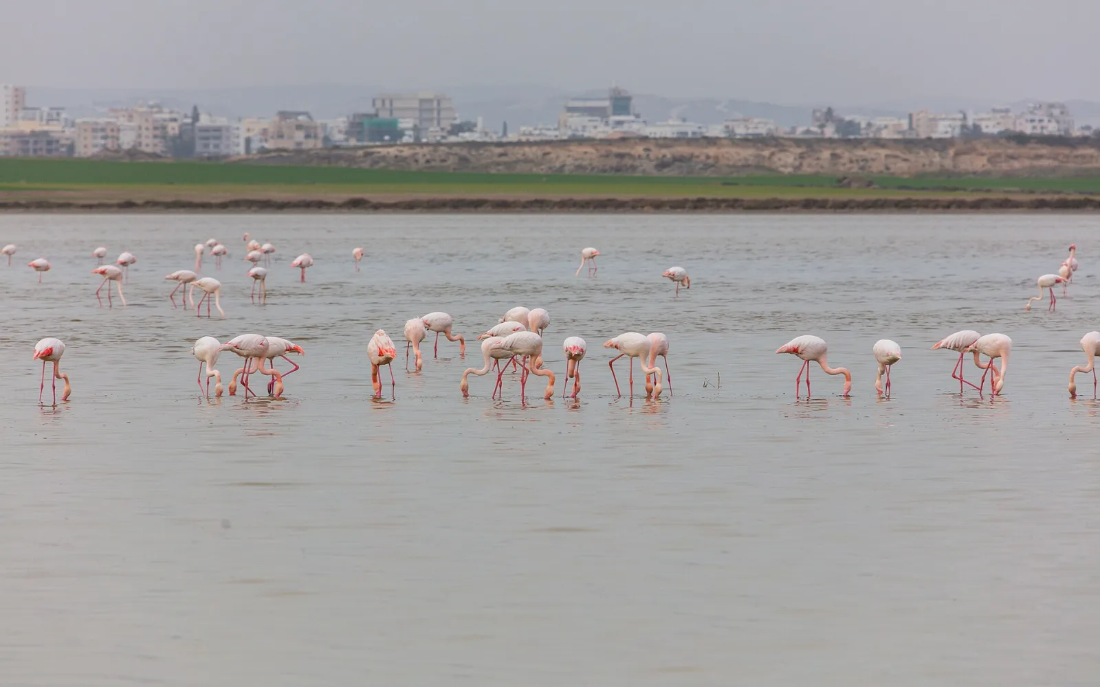 Flamencos comunes (Phoenicopterus roseus), lago salado de Lárnaca, Chipre, 2021-12-12, DD 01 around Larnaca