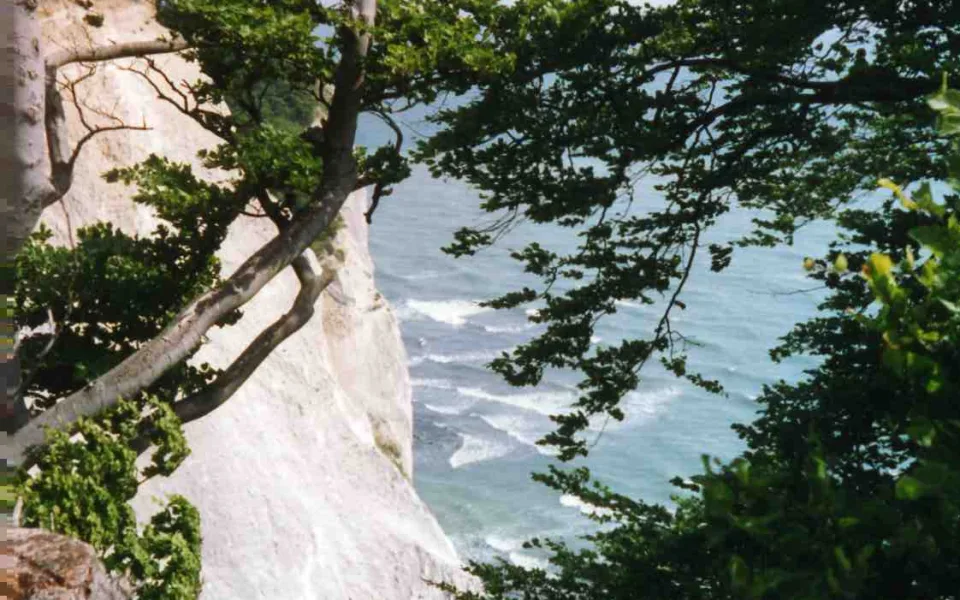 Klint-trees