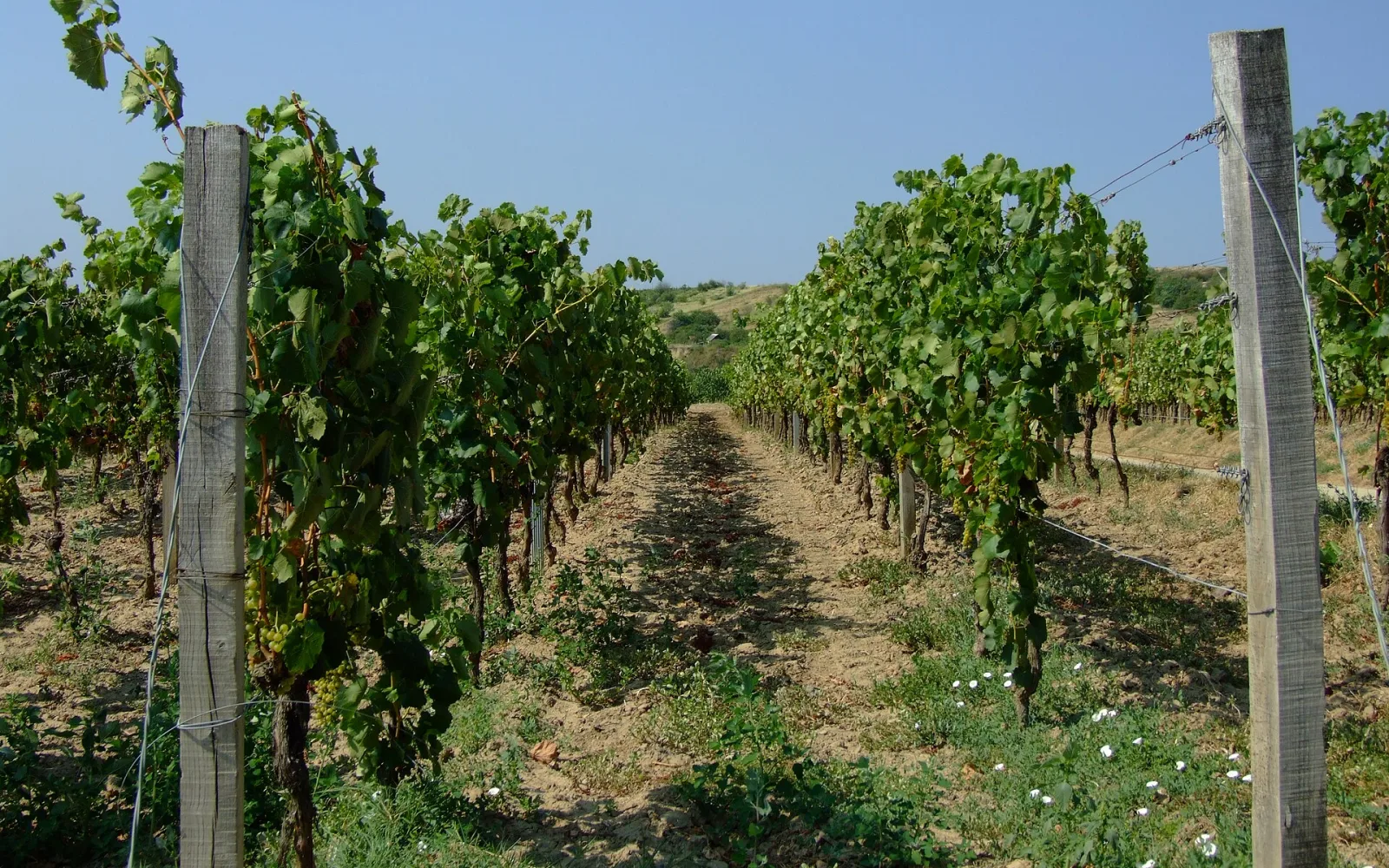Tokaj Wine Region travel view
