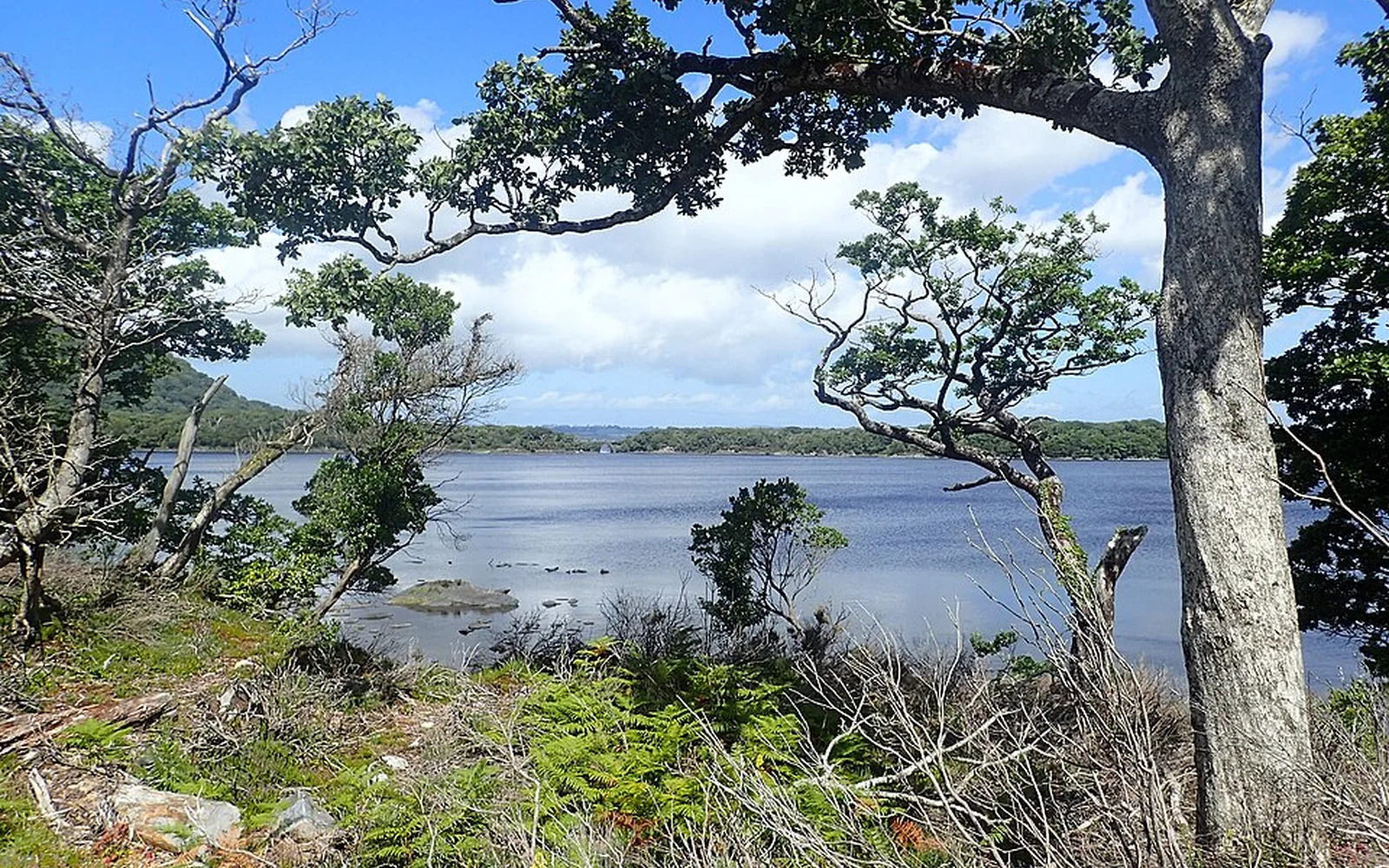 Muckross Lake framed by woodland in Killarney National Park