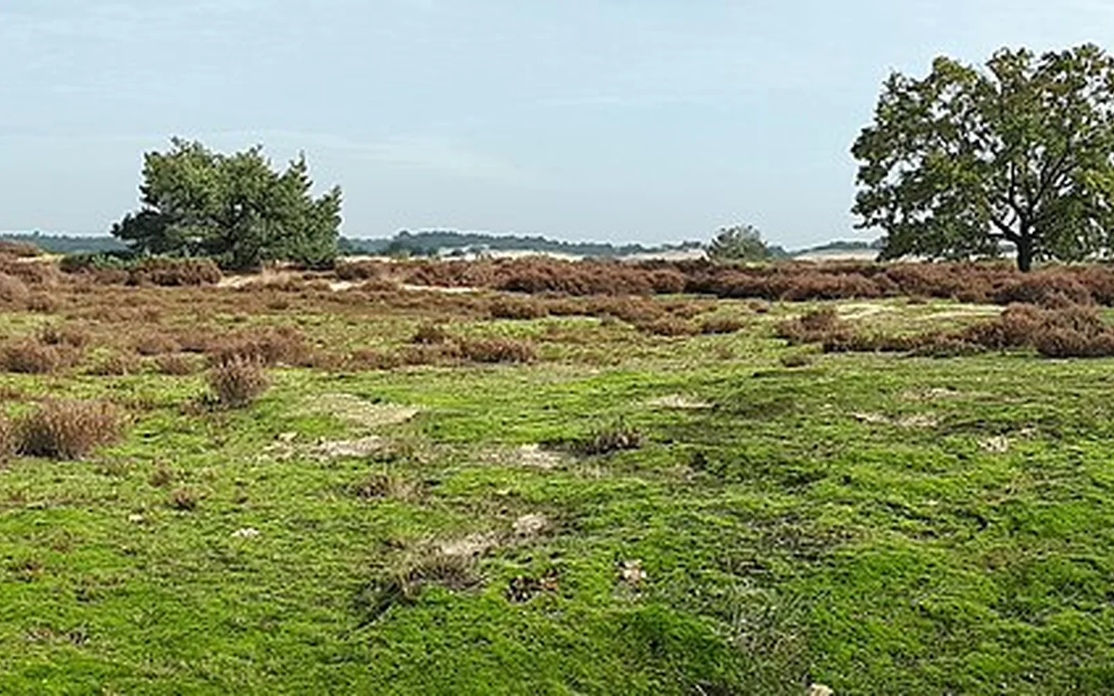 Heath and open sand in Loonse en Drunense Duinen