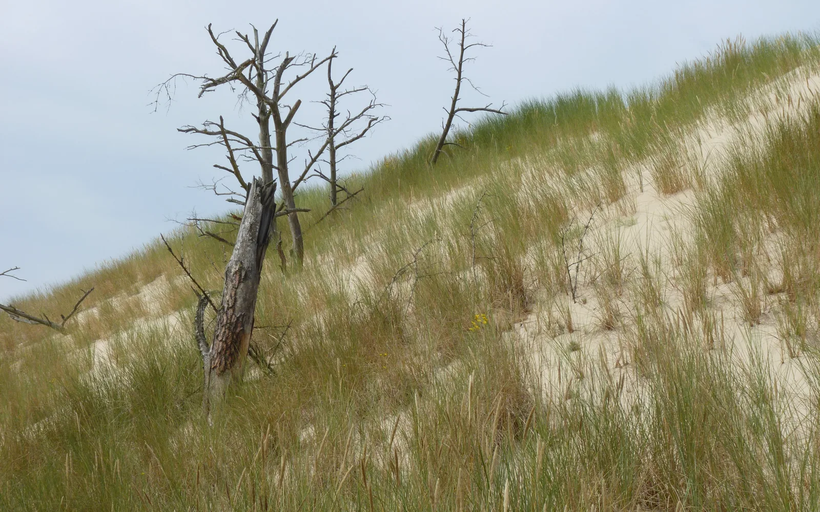 Moving dunes in Słowiński National Park near the Baltic coast