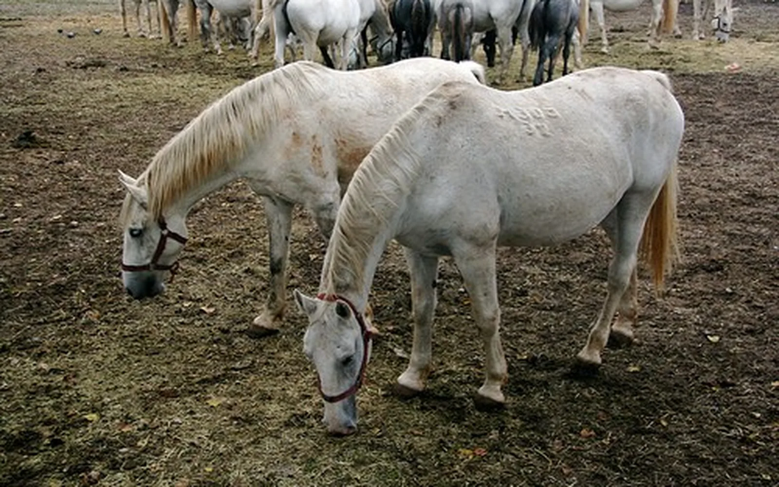 Lipizzan horses and pasture at Lipica Stud Farm