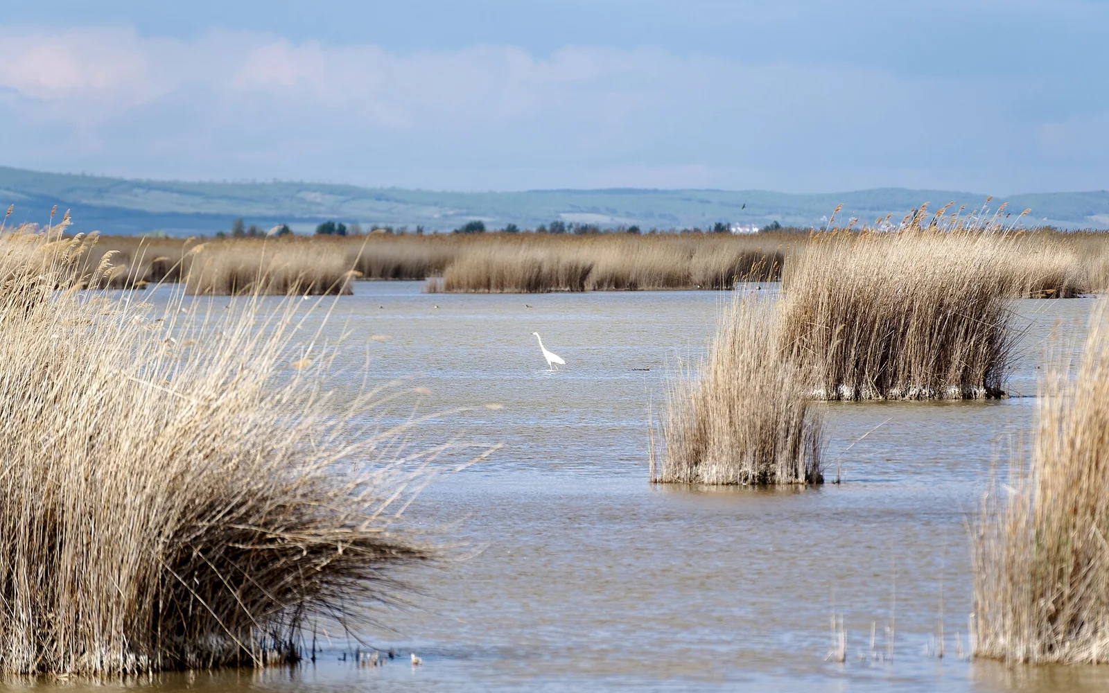 Reed-fringed shore of Lake Neusiedl