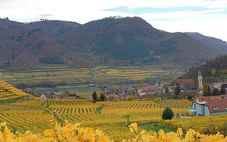 Danube, vineyards and villages in the Wachau Valley