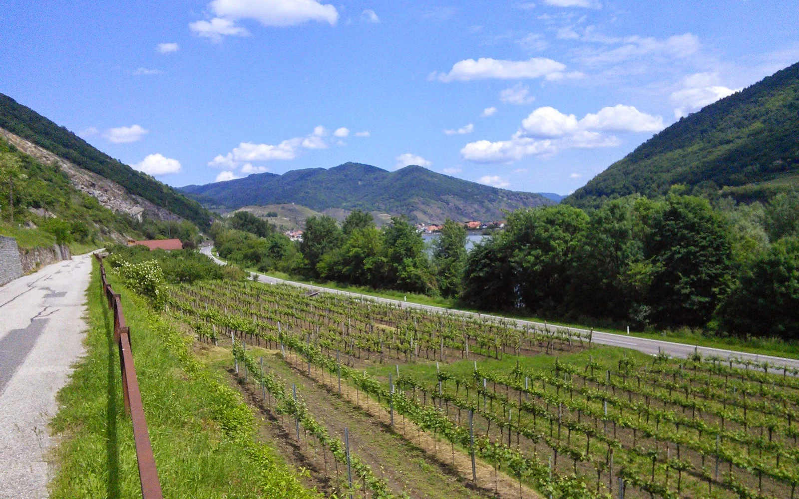 Vineyard terraces around Spitz in the Wachau
