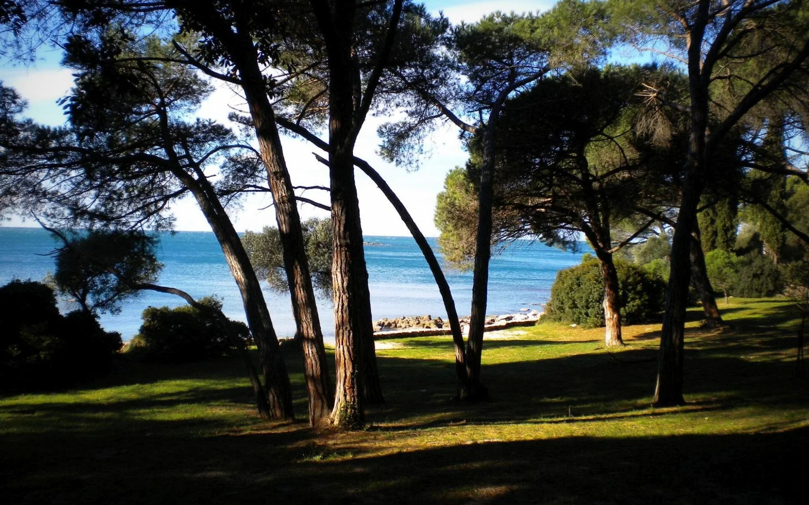 Pine forest and rocky coast in Golden Cape Forest Park