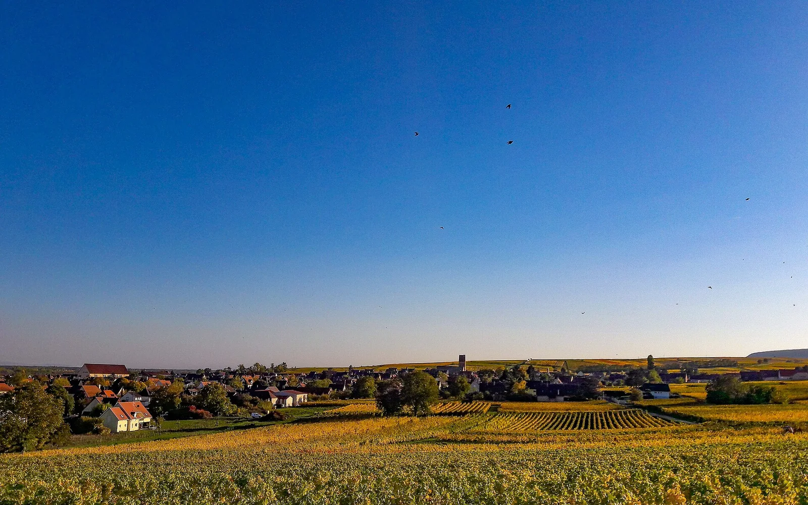 Vineyards around Eguisheim near Colmar