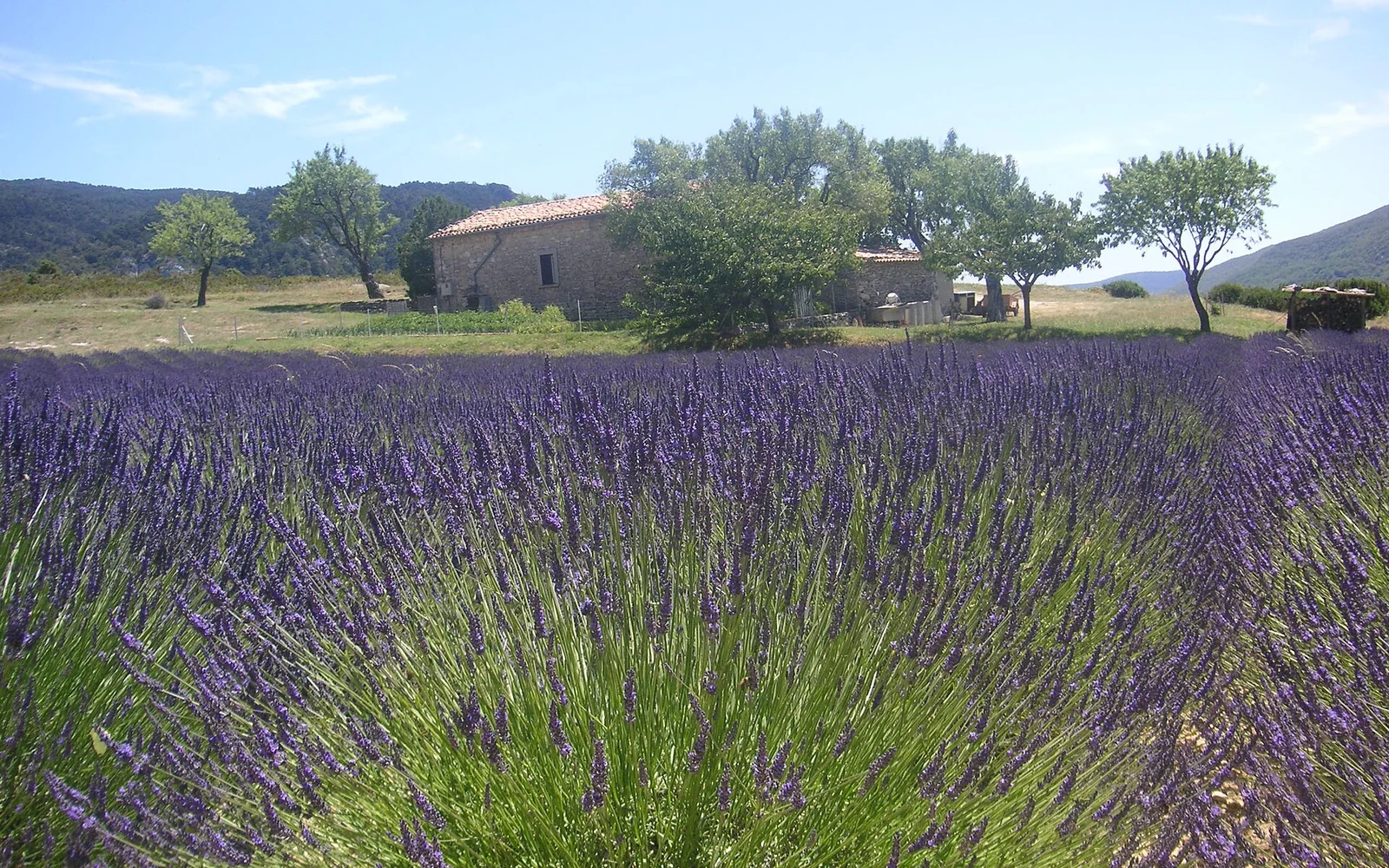 Lavender fields across the Provence countryside