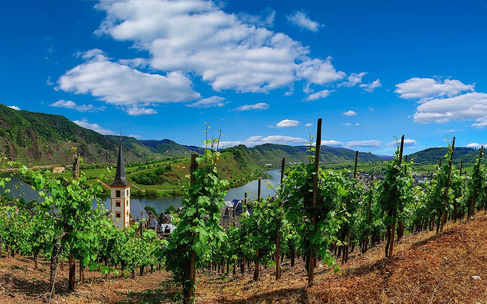 Vineyards rising above a bend in the Moselle River at Bremm