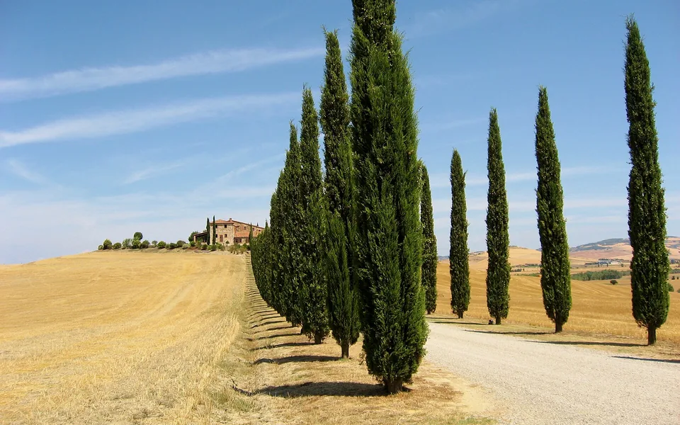 Rolling farmland and cypress trees in the Val d'Orcia