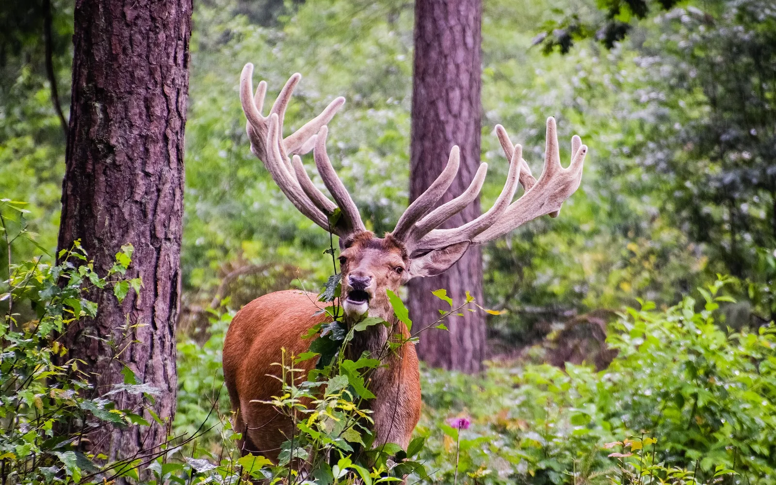 A red deer among trees in De Hoge Veluwe National Park