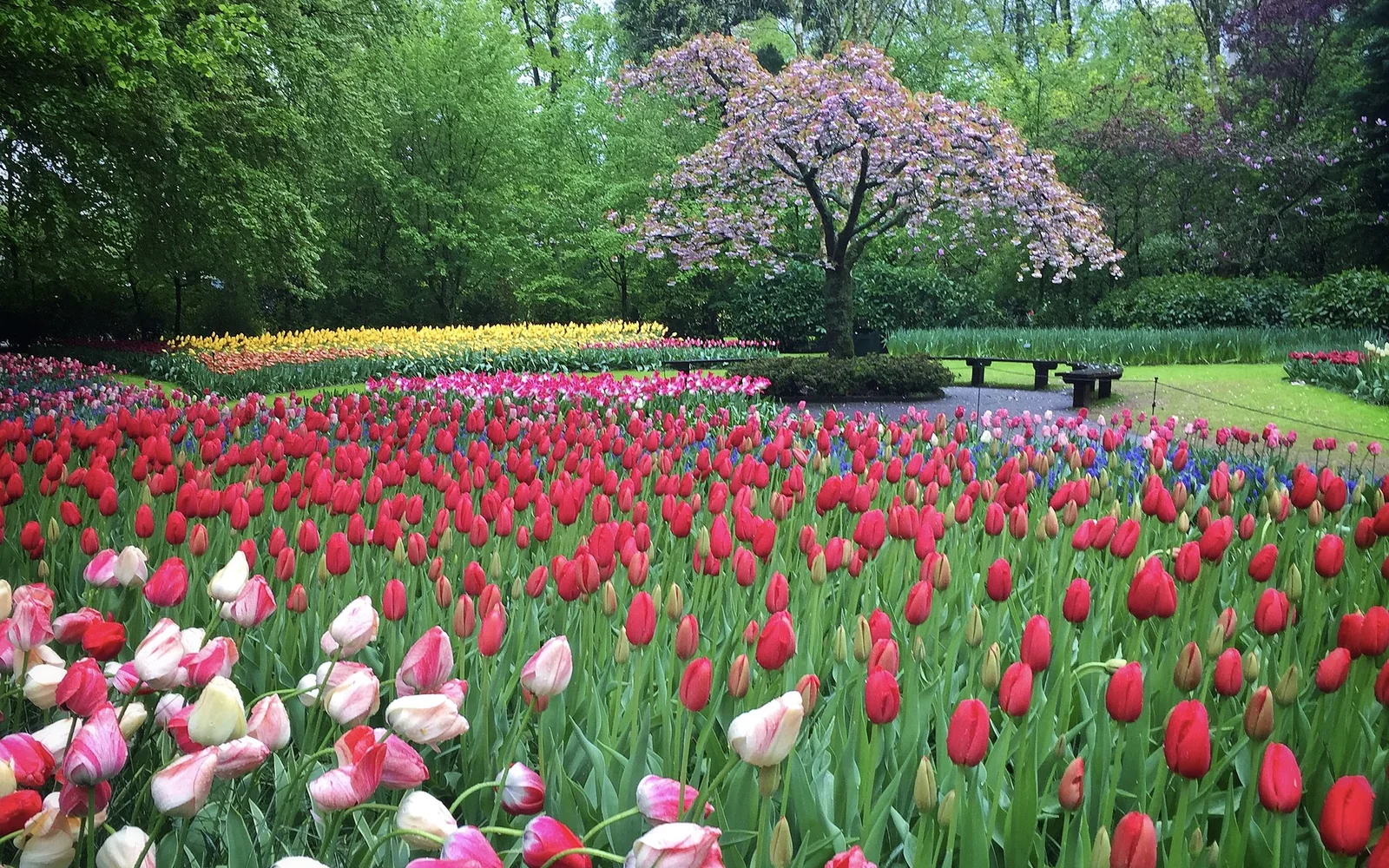 Tulip beds beneath mature trees at Keukenhof