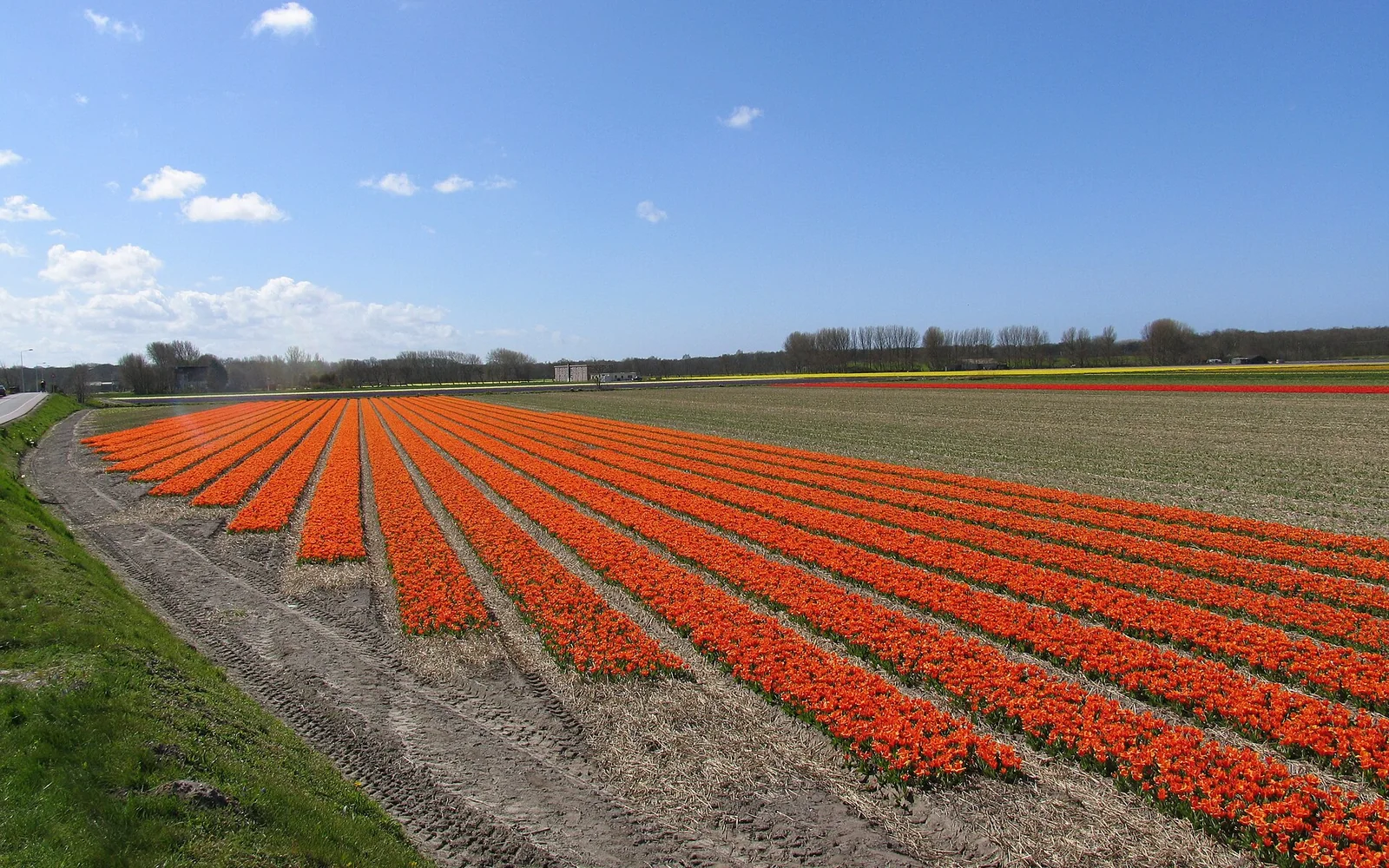 Rows of red tulips flowering near Lisse