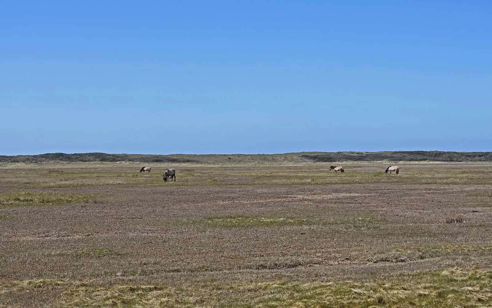 Tidal creeks and dunes at De Slufter on Texel