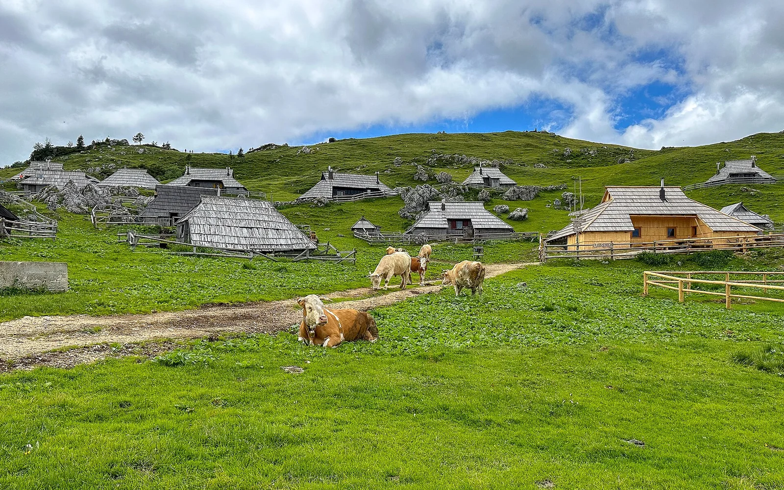 Traditional herdsmen's huts and cattle on Velika Planina