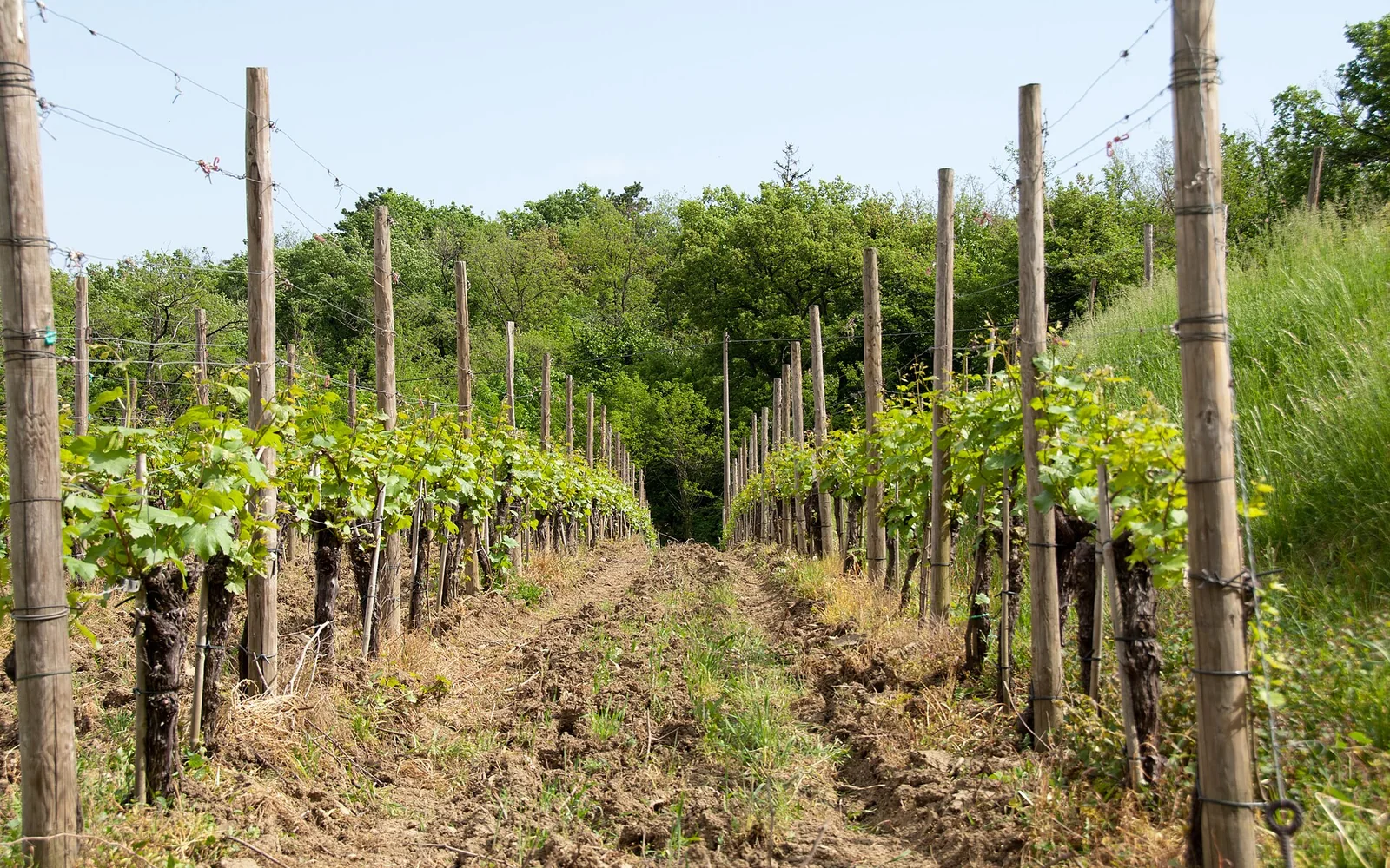 Vineyards and villages in the Vipava Valley