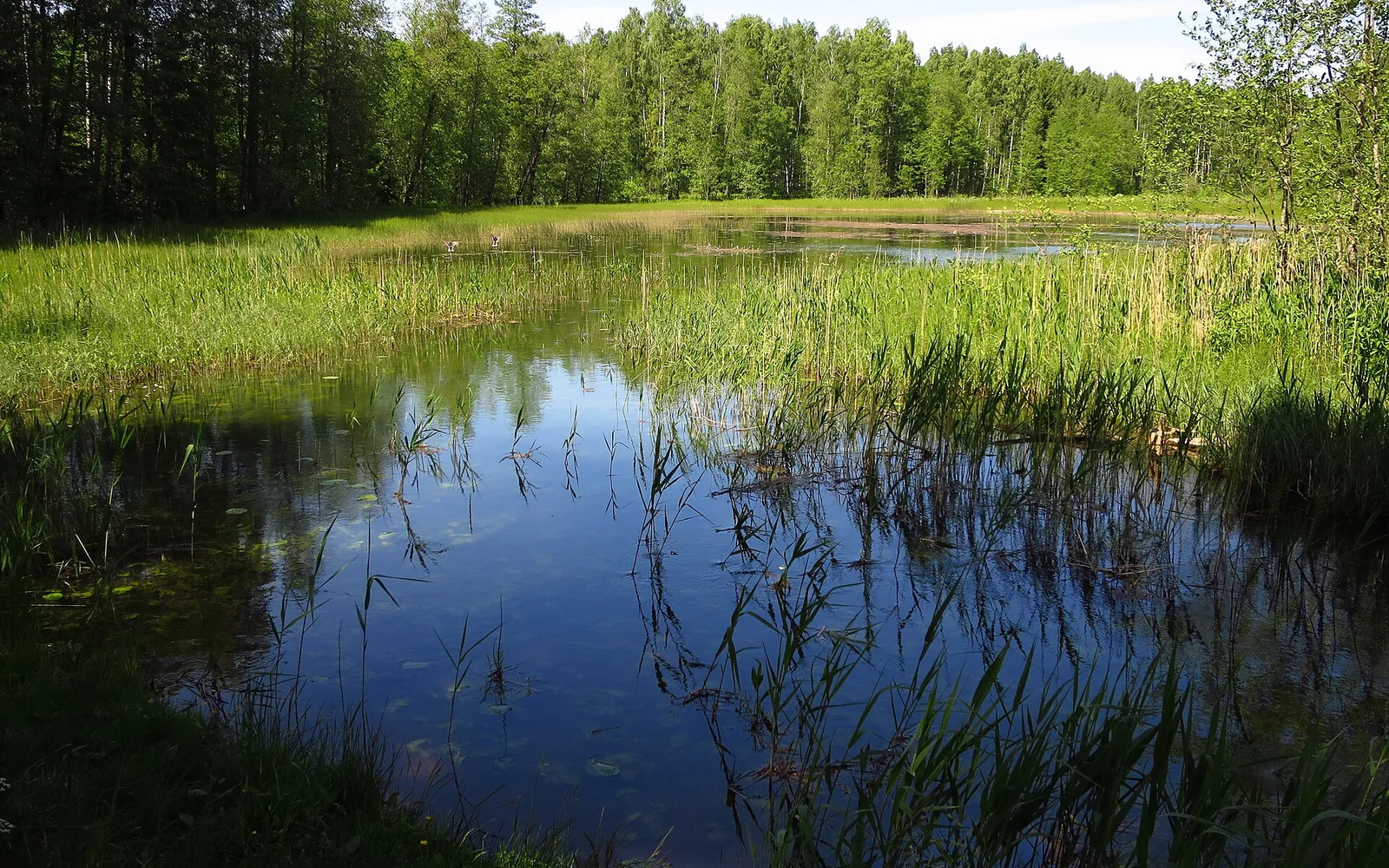 Ahvenjärv lake among reeds and forest in the Kurtna lake district