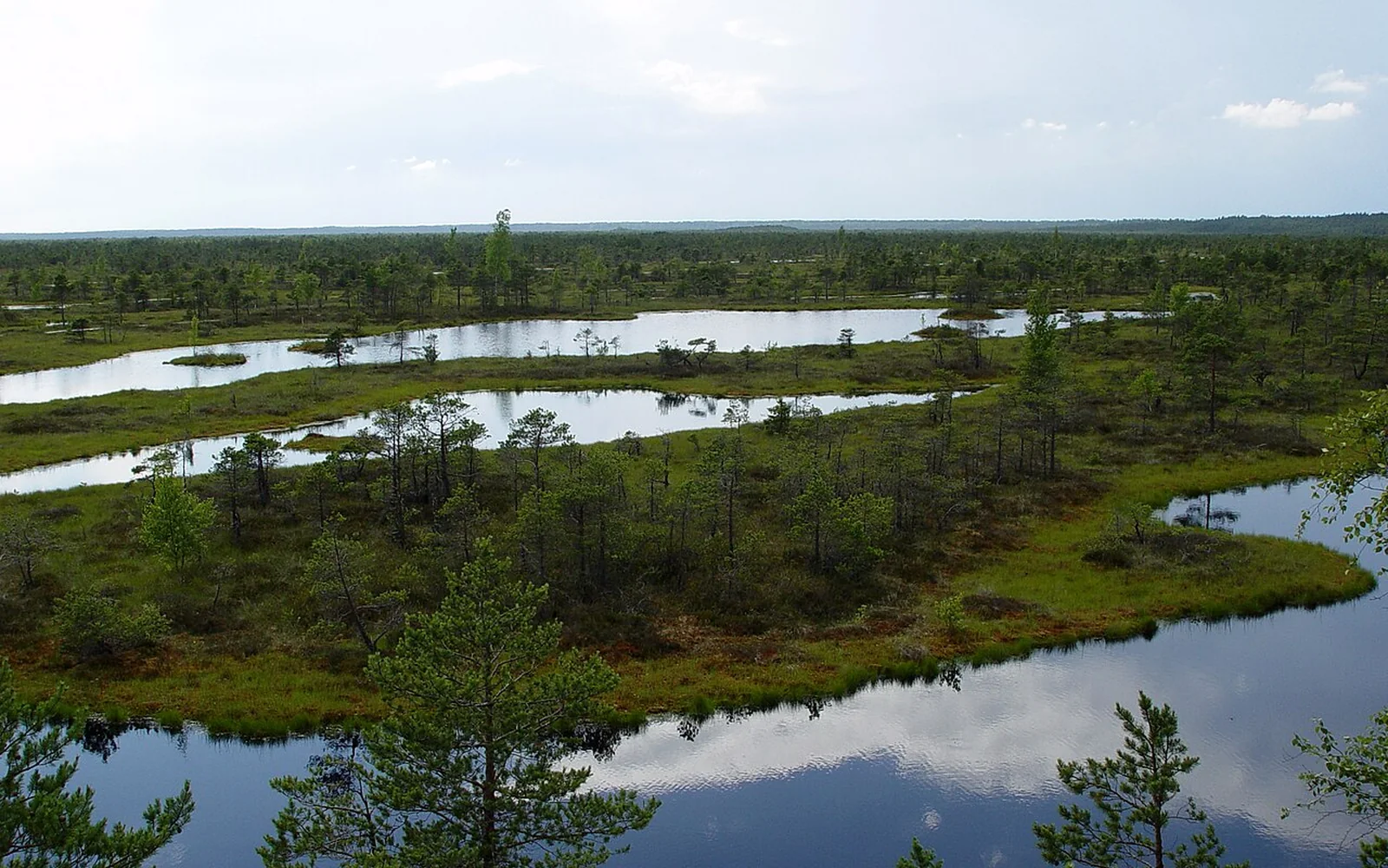 Pools and low pine trees across the Great Ķemeri Bog in Latvia